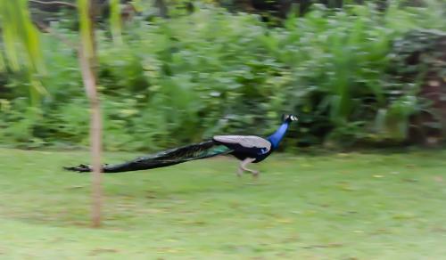 a peacock walking in the grass with its wings out at Green Cottage in Anuradhapura