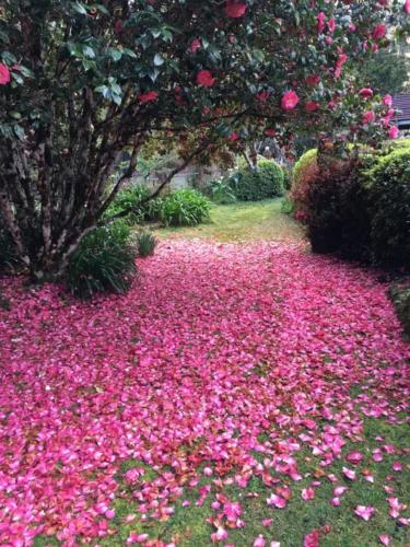 a field of pink flowers in a garden at English Gardens - Garden Retreat in Springbrook
