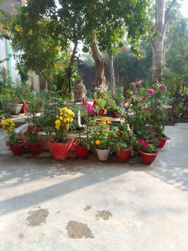 a bunch of flowers in pots on the street at Hotel Zen in Khajurāho