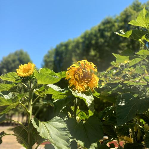 a bunch of yellow flowers on a plant at Cabaña las gotas coñaripe in Coñaripe