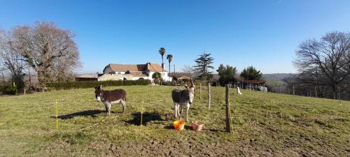two horses and a cow standing in a field at Chambres d'hôtes dessine-moi un chemin in Sauvelade