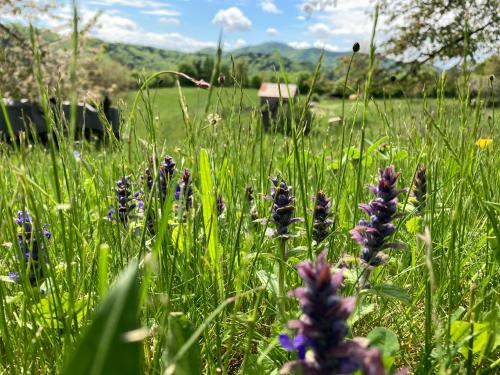 eine Wiese mit hohem Gras und lila Blüten in der Unterkunft Kopanický dvor in Hodruša
