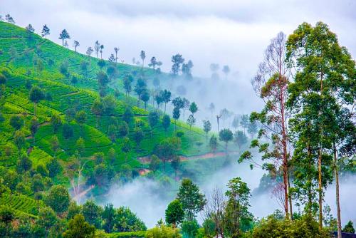 a misty view of a tea plantation in the hills at Awinco Haputale in Haputale