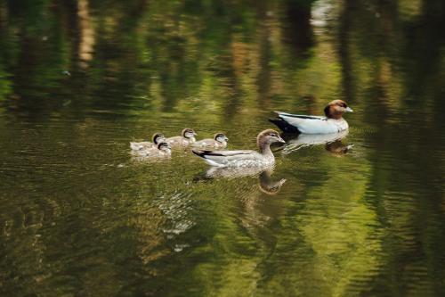 a group of ducks swimming in the water at 17pounds Country Estate & Aqua Wellness Retreat in Bullarto