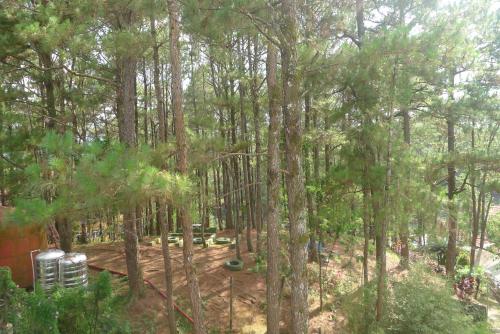 a view of a forest with trees and a building at Amabel's Condo Unit K 2LC in Baguio