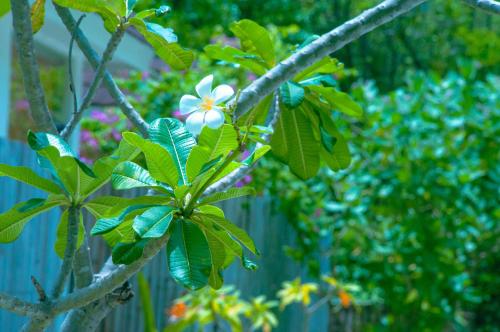 una rama de árbol con una flor blanca. en Villa Samalas Resort and Restaurant en Gili Meno