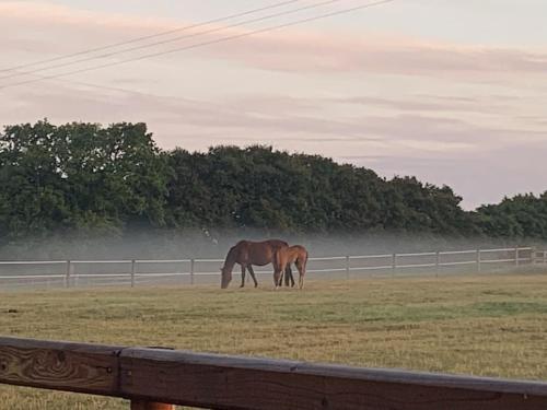 a horse grazing in a field next to a fence at The Paddocks - Spacious annexe with rural outlook. in Wareham