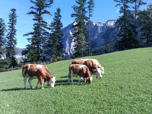 three cows grazing in a field of grass with mountains at Haus Schrei in Grundlsee
