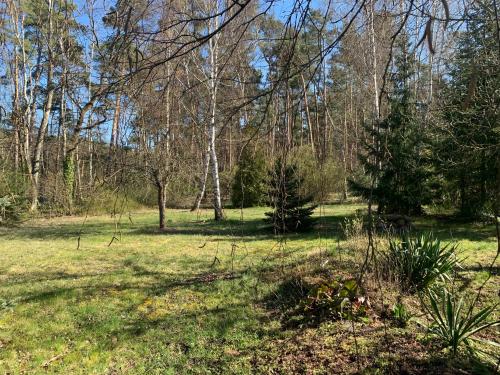 um campo com algumas árvores e relva e alguns arbustos em Oase der Ruhe em Heideblick