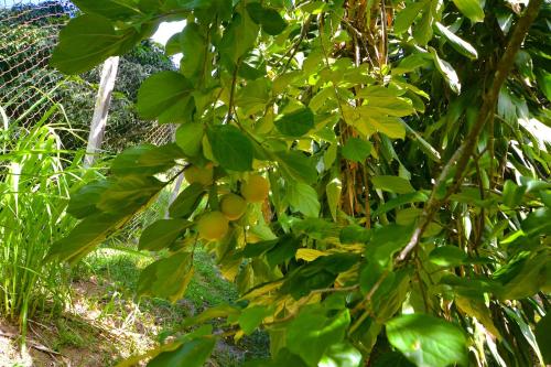 Taman di luar Vila da Sol Itaipava casas e estúdios
