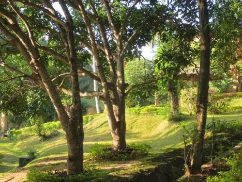 a grassy hill with trees and a house in the background at Oruthota Chalets in Kandy