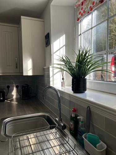 um lavatório de cozinha com uma planta no parapeito da janela em Mews Cottage em Appleby