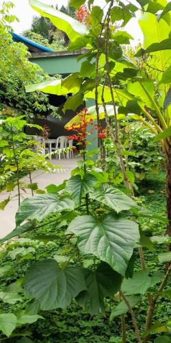 a large green plant with large leaves in a garden at Wikungo Hotel in Puerto Nariño