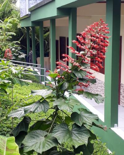 a bunch of red flowers on the side of a building at Wikungo Hotel in Puerto Nariño