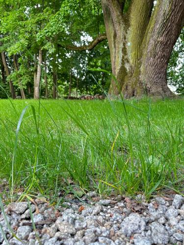 Taman di luar Modrzewiowy Dworek Kliczków Mały