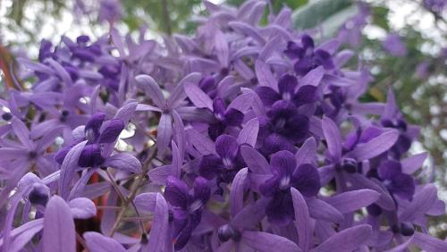 a close up of purple flowers on a plant at Serenity Resort Koh Chang in Ko Chang