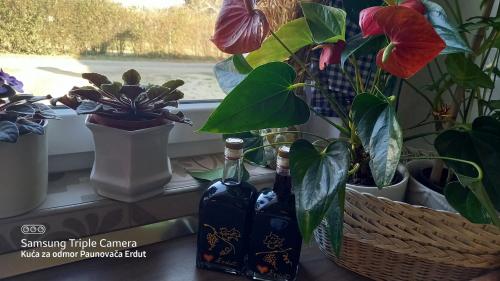 two bottles of wine sitting on a window sill next to a plant at Holiday Home Paunovaca in Erdut