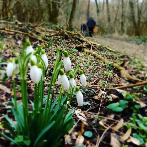 a group of white flowers in the woods at Holiday Home Paunovaca in Erdut