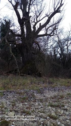 a large tree in a field with rocks at Holiday Home Paunovaca in Erdut