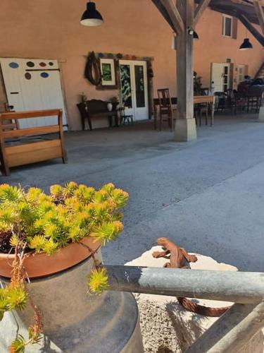 a potted plant in a pot in a courtyard at Dépendance pour 1 à 4 pers au calme dans propriété in Marboz
