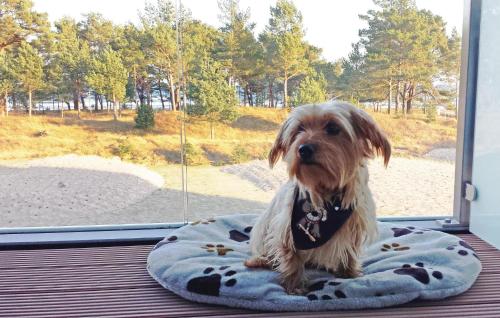 ビンツにあるPrincessの窓の前の犬用ベッドに座っている犬