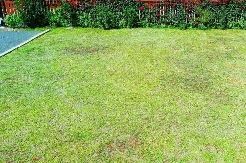 a yard with a green lawn with a fire hydrant at Modern &homely guest suite w/free parking in Karen in Nairobi