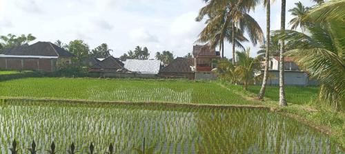 Zahrada ubytování Mysha Guest House-Lombok