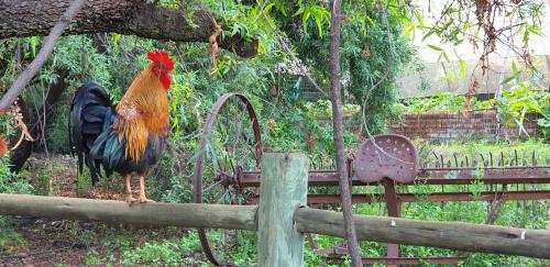 Hollybrooke Adventure Farm – Photos 2