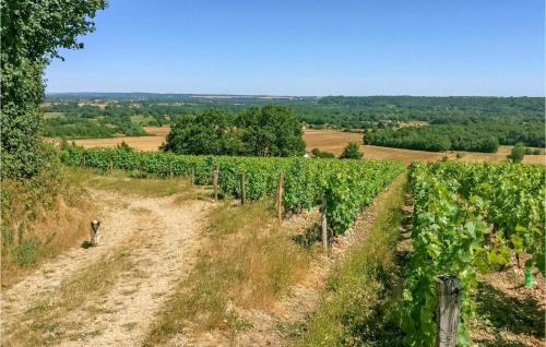 a dirt road in a field with vines at Nice Home In Conflans Sur Anille in Conflans-sur-Anille