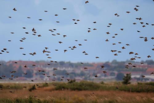 a flock of birds flying over a field at Hørby Færgekro in Holbæk
