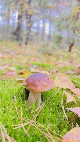 a mushroom sitting in the grass in a field at Ośrodek Wypoczynkowy KROPELKA in Dębowa Kłoda