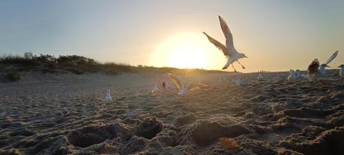 a flock of birds flying over a sandy beach at Apartament Skorpion Marina & Spa Sagaris Dziwnów in Dziwnów