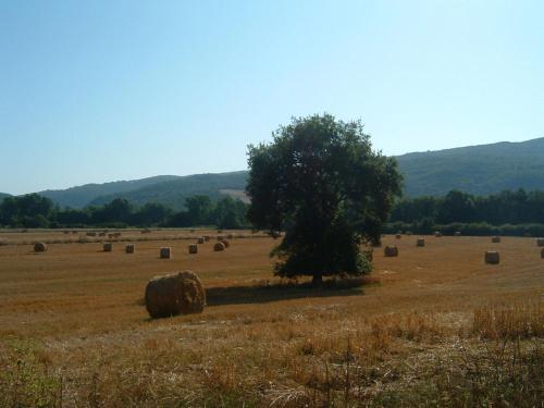 a field with a tree and hay bales at Agriturismo il Casalino in Pari