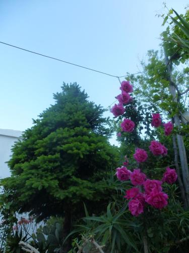 a group of flowers in front of a tree at Apartments Adrion in Drasnice
