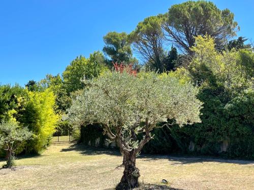 a tree in a field with trees in the background at Le Mas des Perrines Maison d’Hôtes in Pernes-les-Fontaines