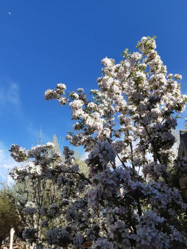 a flowering tree with white flowers on a blue sky at Chakzot garden house in Leh