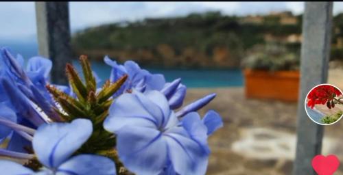 a close up of blue flowers and a red heart at Rosa dei Venti in Capoliveri