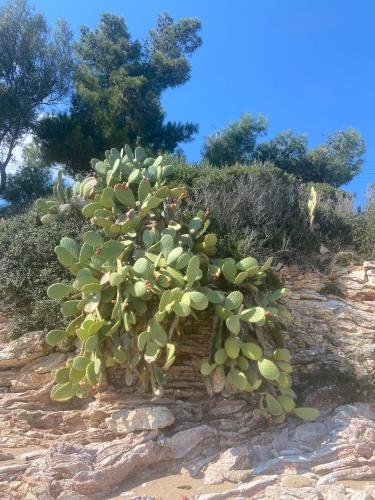 a cactus growing on top of a rocky hill at Villa Delfini in Chrani