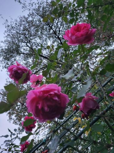 克桑騰的住宿－Schlafwagen Domblick M o e r e n h o f Xanten，一群粉红色的玫瑰在树前