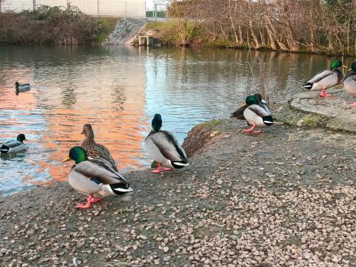 a group of ducks standing on the shore of a river at Das Haus am Bach - Schöne große moderne Wohnung mit Terrasse in Osthofen