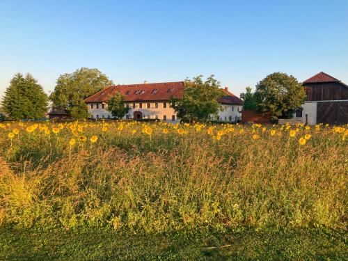 a field of yellow flowers in front of a house at Frühstückspension Herzog zu Laah in Linz