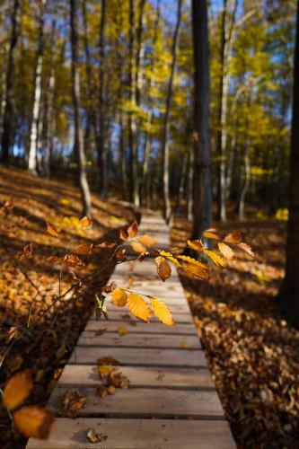 a wooden path in the woods with leaves on it at Forrest Space - wyjątkowy dom otoczony naturą in Wola Rafałowska
