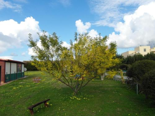 a tree in the middle of a grass field at Agriturismo Il Gelsomino Ritrovato in Milazzo
