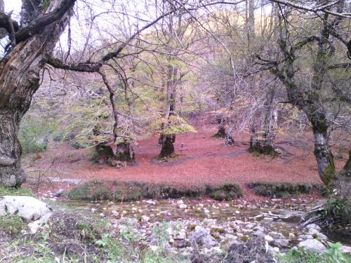 a forest with trees and red leaves on the ground at Europa Casa Vacanze in Villetta Barrea
