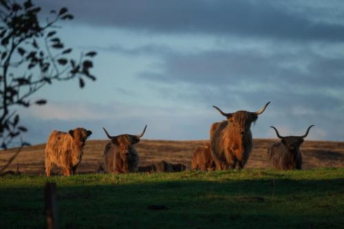a group of cows standing in a field at Oystercatcher - Converted luxury steading in Perth