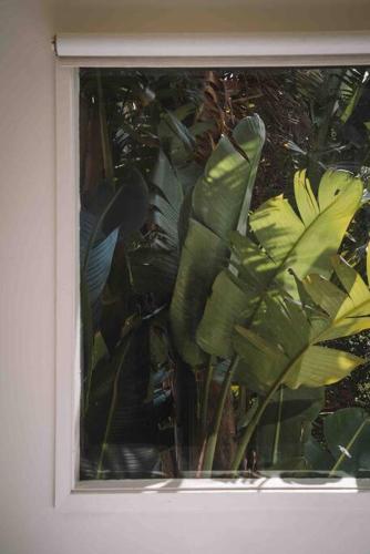 a window with a bunch of green plants at The Treehouse Ocean Grove in Ocean Grove