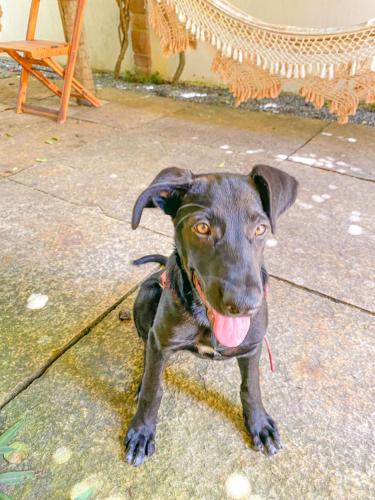 a small black dog sitting on a sidewalk at Pousada Kasabela Residence in Prea