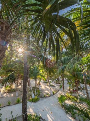a group of palm trees on the beach at Zomay Beachfront Holbox in Holbox Island