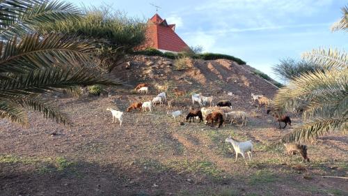 a herd of horses and goats on a hill with a church at Peace Farm in Hatta