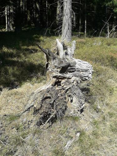 a dead tree stump sitting in the grass at Studio "Auszeit wie dahoam" im Predigtstuhl Resort in Sankt Englmar